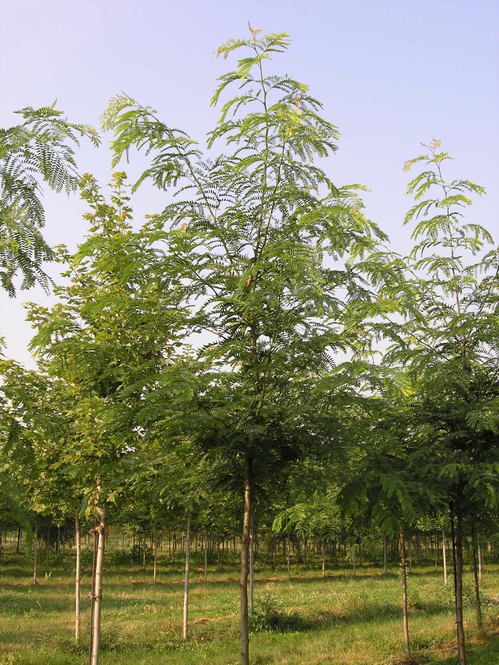 Ginkgo biloba ‘Magyar’